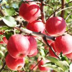 آشنایی با بهترین سیب جهان