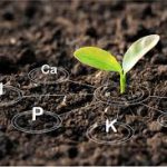 کودهای آلی یا ارگانیک